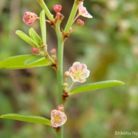 Phyllanthus wheeleri G.L.Webster